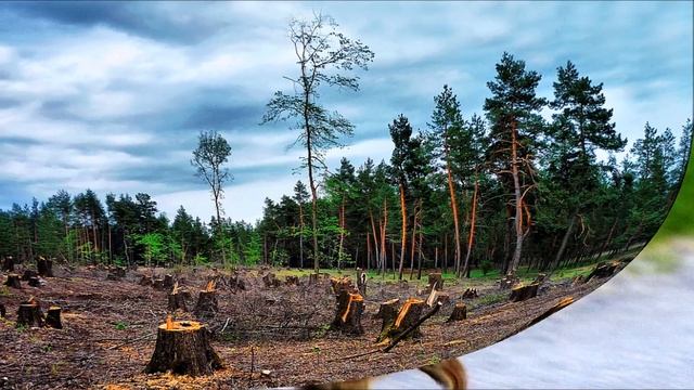 БЕРЕГИТЕ ПРИРОДУ ВАШУ МАТЬ смотреть онлайн