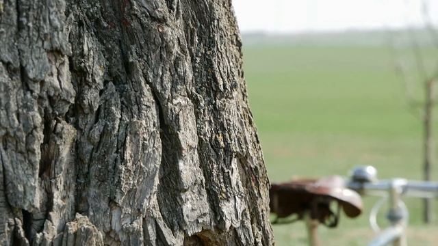 Diamant Vintage Bike - LUMIX G81/G80 handheld test смотреть онлайн