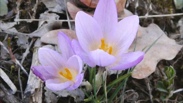 Krokus Shafran.wmv смотреть онлайн