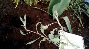 Чудесный цветок Венидиум из Капской провинции Южной Африки  Высаживаем рвссаду в грунт