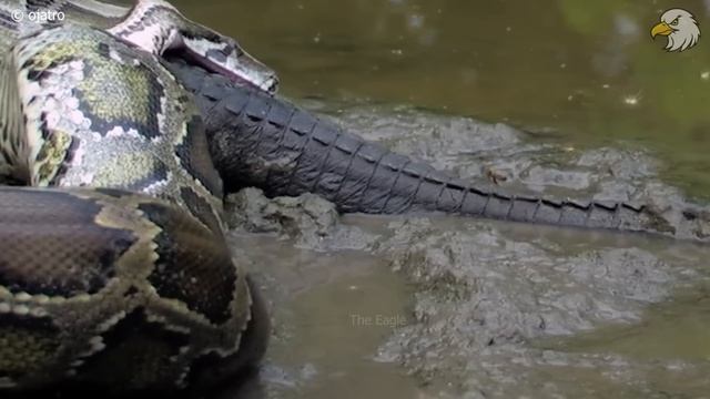 Injured Python While Trying To Swallow Its Prey And What Happens Next, Can It Survive ? Wild Animal смотреть онлайн