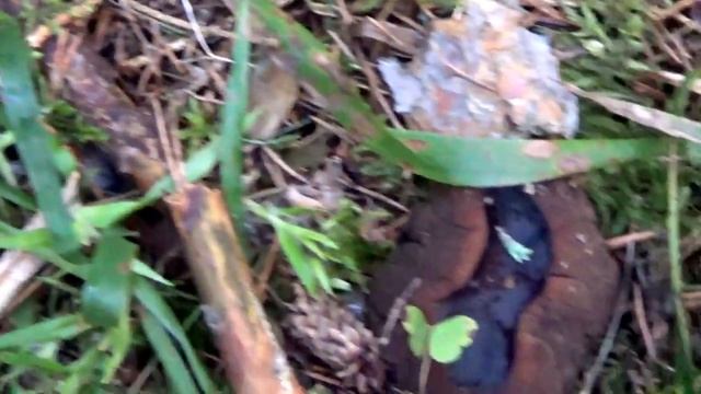 Как же нам повезло! Нашли Редкие Молодильные грибы. смотреть онлайн