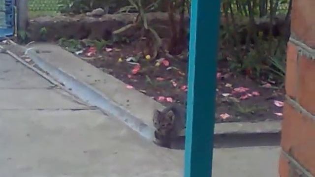 КОШКА БРОСИЛА КОТЯТ ХАЙ ИГРАЮТ КАК ХОТЯТ смотреть онлайн