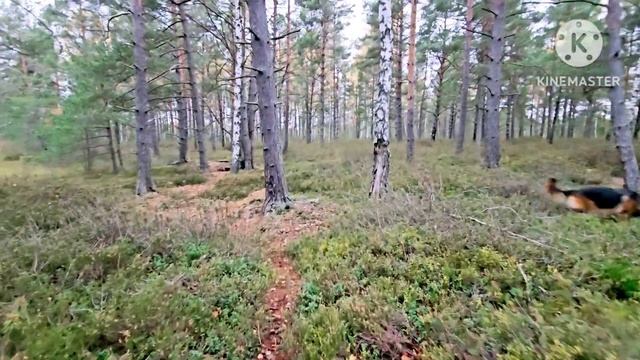 Латвия.Государству это очень дорого.Не вовремя смотреть онлайн