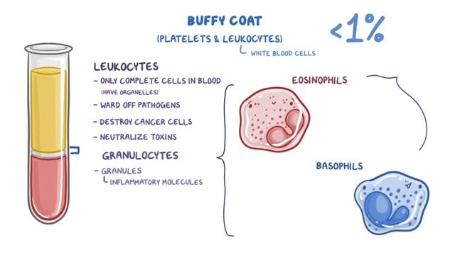 [физиология] — Из чего состоит КРОВЬ? смотреть онлайн