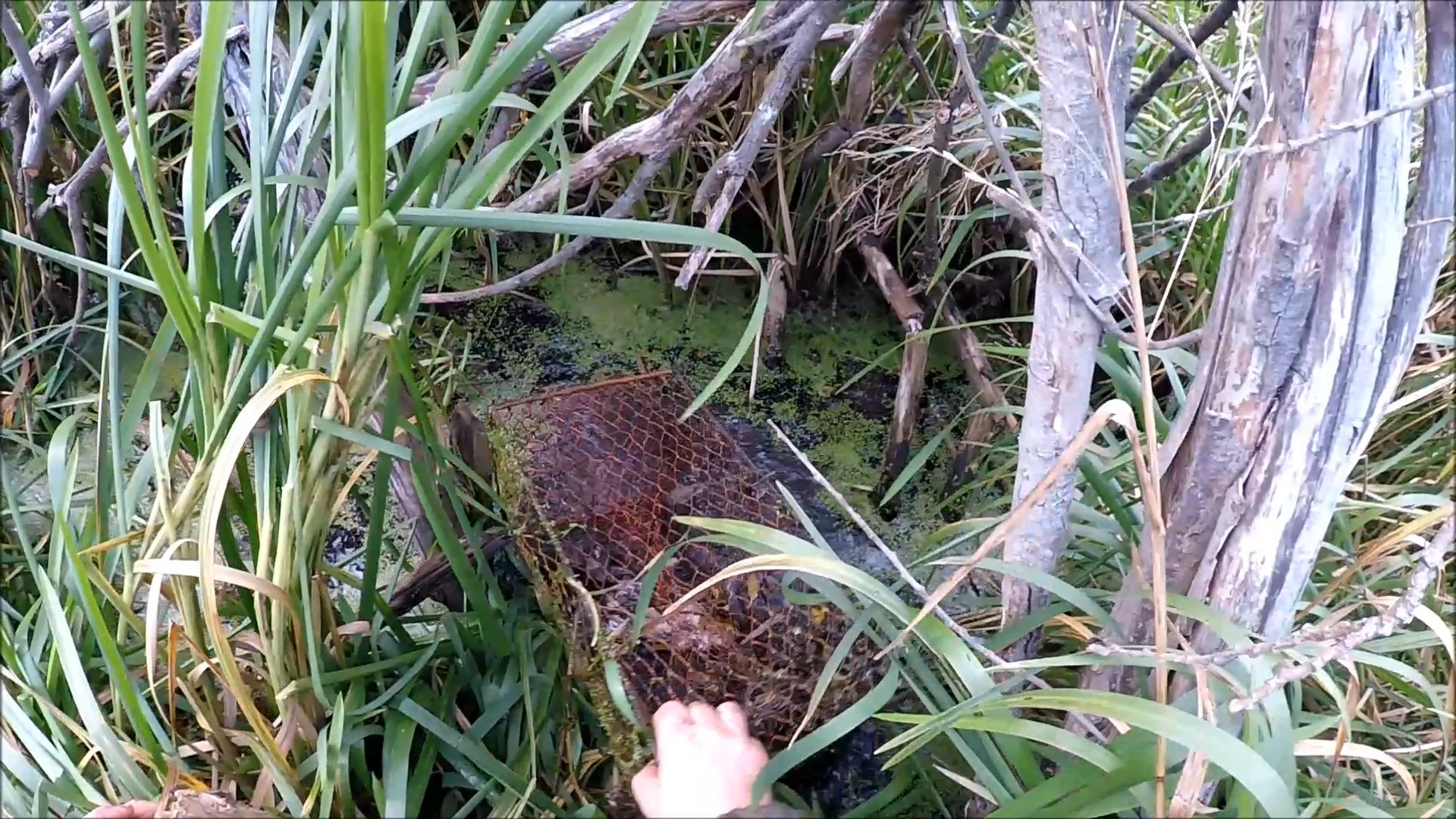 Охота на ондатру.Промысел мордами (Будни охотника и рыбака) смотреть онлайн