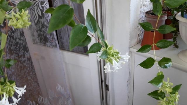 Абелия крупноцветковая. Ароматные комнатные растения смотреть онлайн