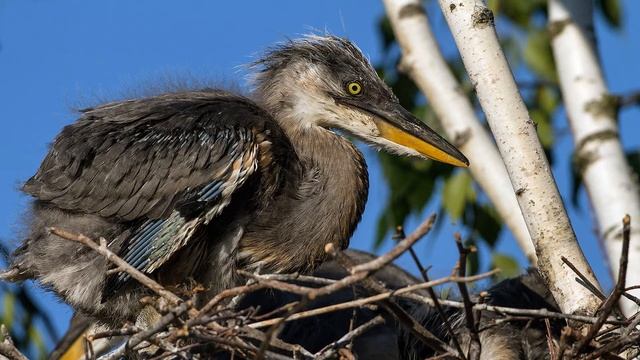 Серая цапля в Московской области смотреть онлайн