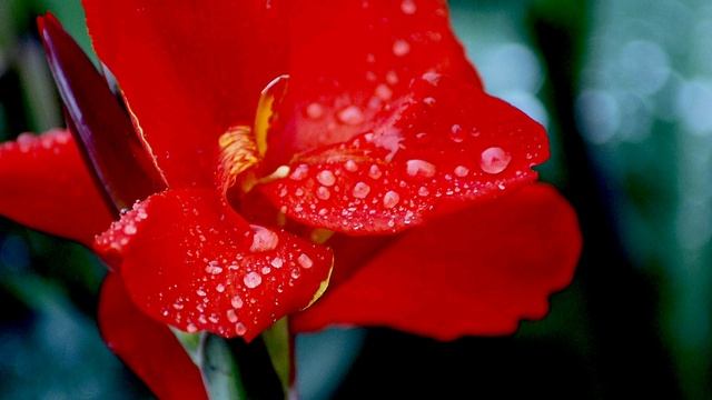 Канна. Посадка. Уход и хранение. Неприхотливый сад. смотреть онлайн