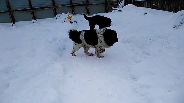 #Ньюфаундленд.