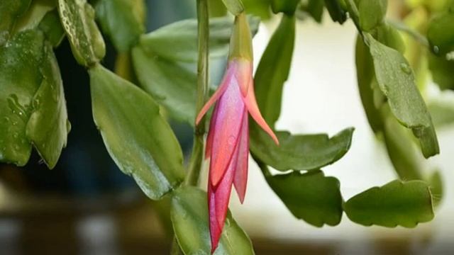 Декабрист цветок — как посадить и ухаживать смотреть онлайн