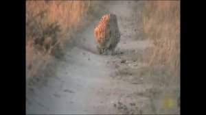 Особенности охоты леопарда. Навык скрытности. Леопард в деле.