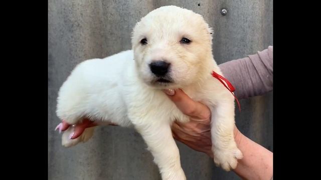 Самец с красной лентой 23 дня (Али Аладжа Енесай- Али Аладжа Услада) Помет "Х" смотреть онлайн