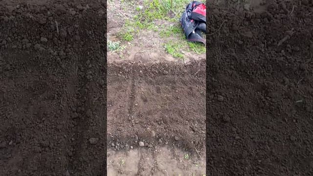 посев моркови:Канада, Ярослава, вита лонга и самсон смотреть онлайн