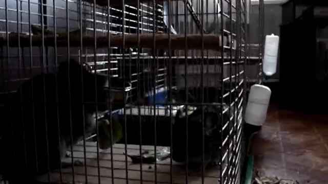 Шиншилла-голос джунглей))) смотреть онлайн