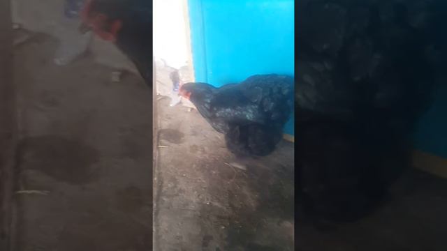 Будущая клушка породы кохинхин смотреть онлайн