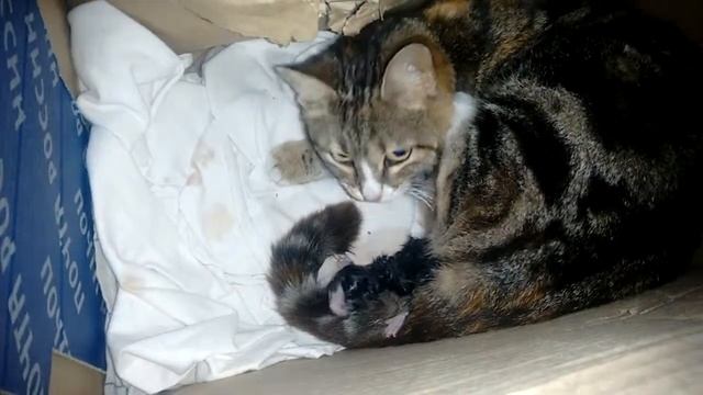 Кошка рожает котенка, первый пошел) смотреть онлайн