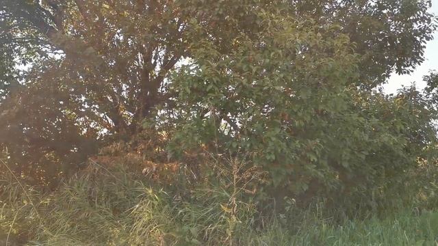 РЕКОРД ПО МОНЕТАМ! УСТАЛ КОПАТЬ ДЕРЕВНЮ 19 ВЕКА. Коп поиск монет металлоискатель смотреть онлайн