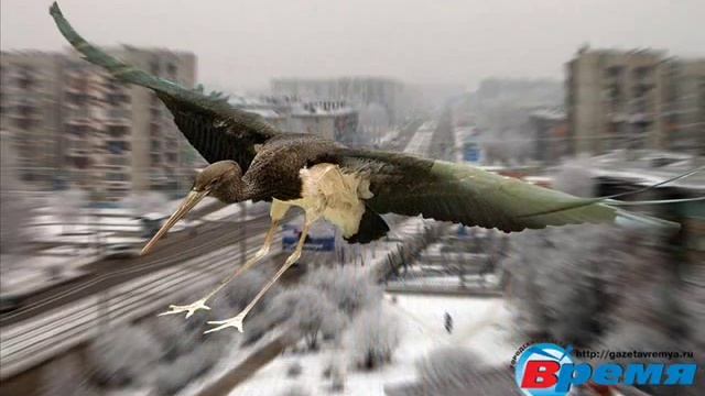 Красная Книга Латвии.wmv