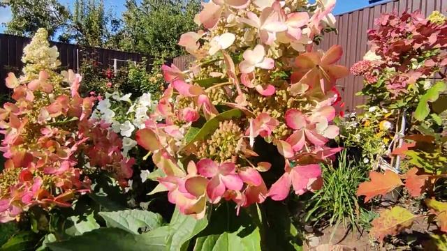 Гортензия метельчатая Канделайт ? (Hydrangea paniculata `Candlelight`) смотреть онлайн