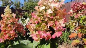 Гортензия метельчатая Канделайт ? (Hydrangea paniculata `Candlelight`)