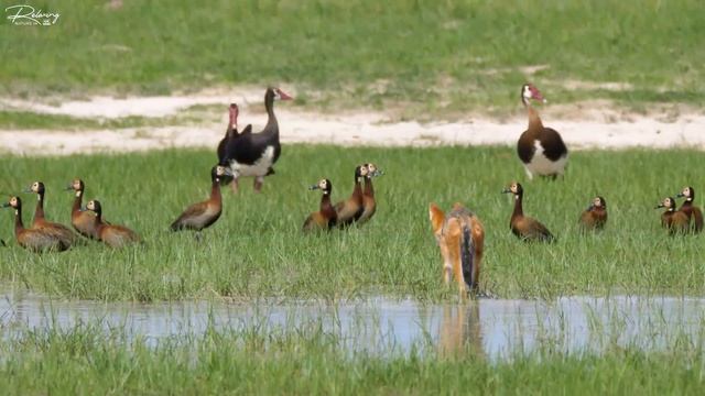 4K African Wildlife: Aberdare National Park, Kenya - Scenic Wildlife Film With Real Sounds смотреть онлайн
