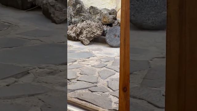 Попробуй увидеть зверька !!! Видешь зверька) а он есть)) смотреть онлайн