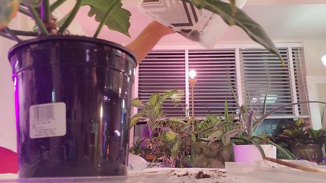 Jungle Boogie Philodendron Total Care Narrow Tiger Tooth #plantcare #plantas #philodendron #plantda смотреть онлайн