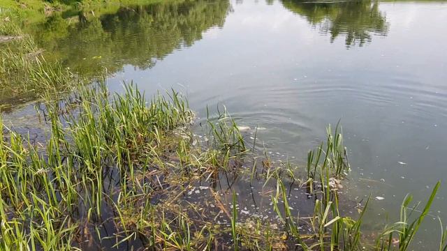 Огромная Щука КАНИБАЛ!!! смотреть онлайн