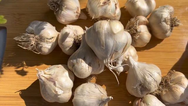 OBAVEZNO POSOLITE BIJELI LUK PRIJE SJETVE! 99% Zdrave i krupne glavice смотреть онлайн
