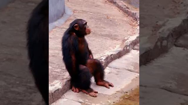 Chimpanzee Facts - Facts About Chimpanzees смотреть онлайн