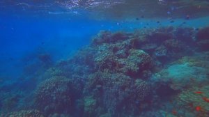 Египет. Самый крутой риф в Шарм эль шейхе. Отдых в Египте. ЛУЧШИЙ КОРАЛЛОВЫЙ РИФ В ЕГИПТЕ 2023