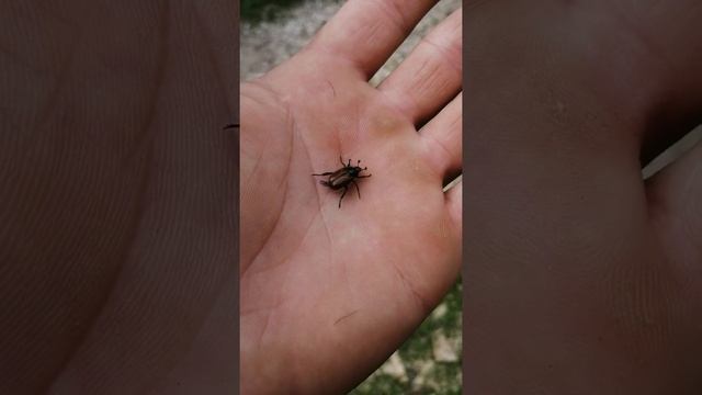 жук июньский в деле) смотреть онлайн