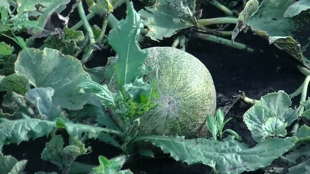 dacha update 4 2018 смотреть онлайн