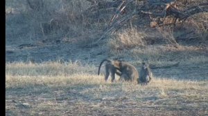 ДИКАЯ ПРИРОДА.Обезьяны в Африке