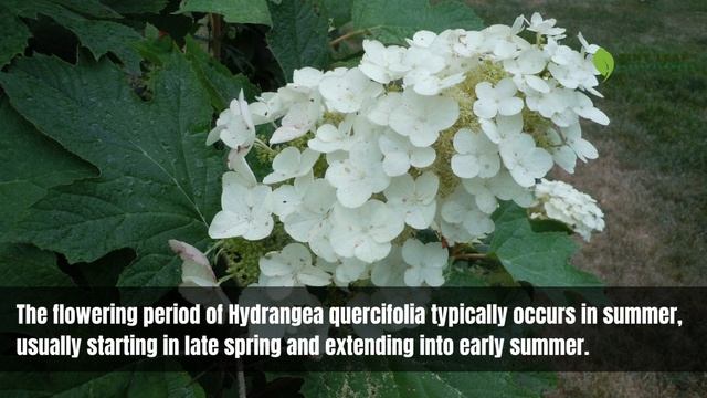 Hydrangea Quercifolia | Oak Leaf Hydrangea | Deciduous Shrub смотреть онлайн