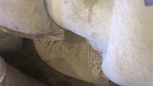 Влагомер Для Зерна! Moisture Meter For Corn!