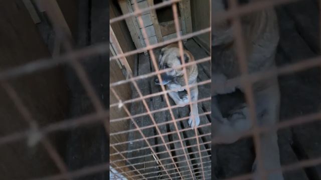 Пришлось забрать в приют. смотреть онлайн