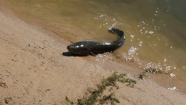 Snakehead. Рыбалка на змееголова. Капчагай, Казахстан. смотреть онлайн