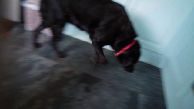 Toby the Basset Hound has his treat. смотреть онлайн