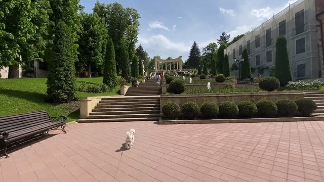 Vlog . Путешествую без мужа . Жизнь с собакой . смотреть онлайн