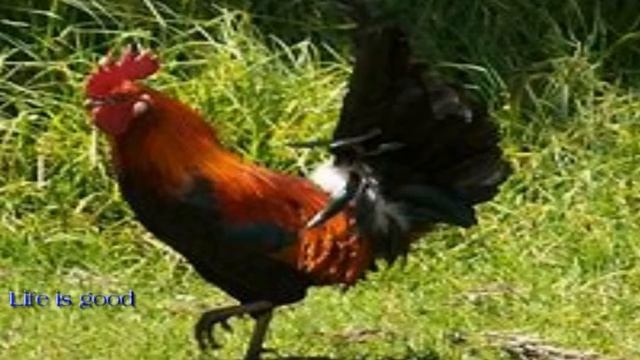 Гороскоп рождённых в год Петуха ! смотреть онлайн