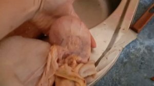 Патология яйцевода у курицы или что это такое??Убрать или лечить...