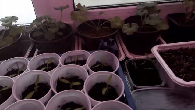 испекла вкусняшки для внучек смотреть онлайн