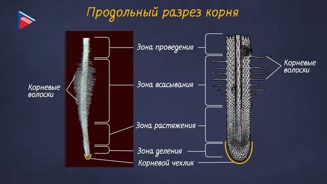 5 класс - Биология - Корень растения смотреть онлайн
