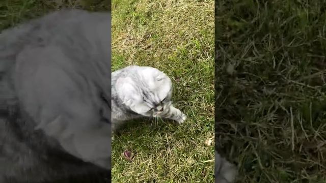 Кот Буффон гуляет на даче смотреть онлайн