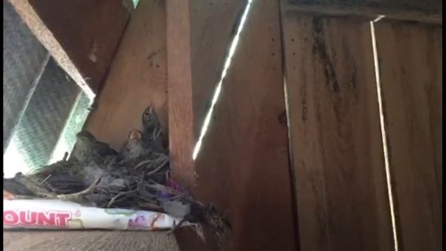 Птицы свили гнездо в дачном туалете смотреть онлайн