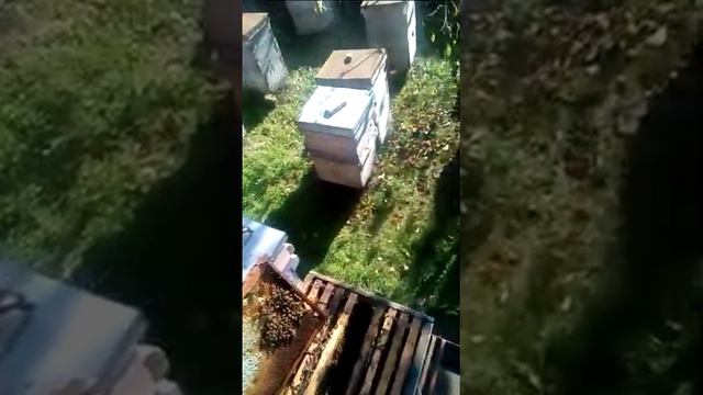 Репортаж гибель пчёл, а зимы нету! Решение есть?! смотреть онлайн