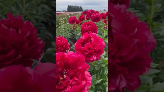 Henry Bockstoce Peony смотреть онлайн