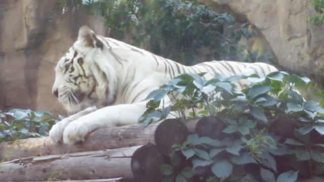 Московский зоопарк. Бенгальский тигр во всей красе!!! смотреть онлайн